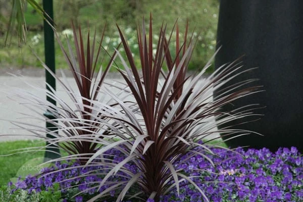 Cordyline Australis 'Red Star' 4 Cordyline Australis 'Red Star' - Image 2