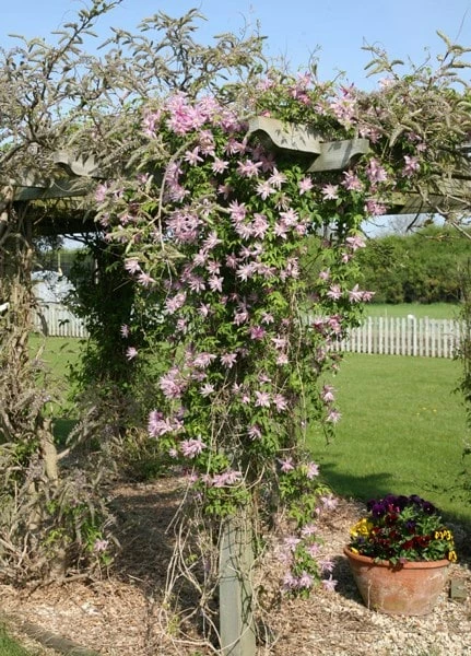 Clematis 'Markham's Pink' 4 Clematis 'Markham's Pink' - Image 2