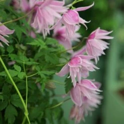 Clematis 'Markham's Pink' 9 Clematis 'Markham's Pink' -plant store pl0000000987 card4 lg