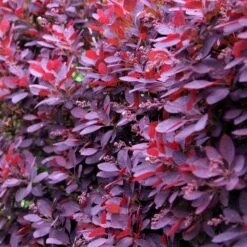 Cotinus Coggygria 'Royal Purple' -plant store pl0000001010 card3 lg