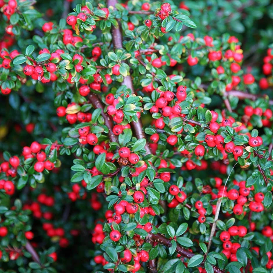 Cotoneaster Horizontalis 3 Cotoneaster Horizontalis