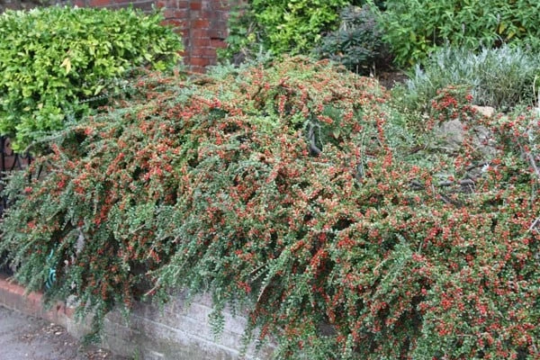 Cotoneaster Horizontalis 4 Cotoneaster Horizontalis - Image 2