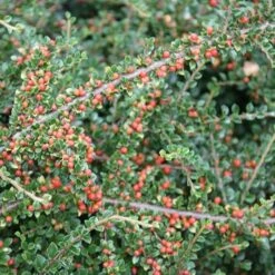 Cotoneaster Horizontalis 7 Cotoneaster Horizontalis -plant store pl0000001028 card3 lg