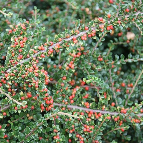 Cotoneaster Horizontalis 5 Cotoneaster Horizontalis - Image 3