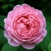 Rosa 'Constance Spry' -plant store pl0000001115