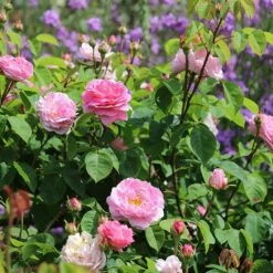 Rosa 'Constance Spry' 10 Rosa 'Constance Spry' -plant store pl0000001115 card2 lg