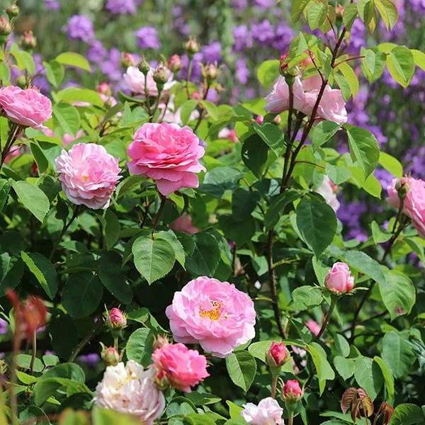 Rosa 'Constance Spry' 4 Rosa 'Constance Spry' - Image 2