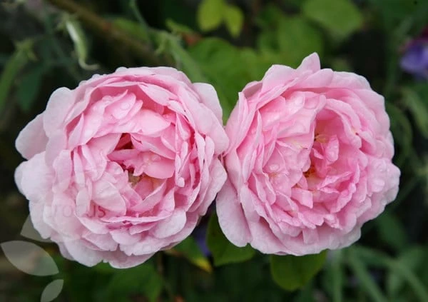 Rosa 'Constance Spry' 5 Rosa 'Constance Spry' - Image 3