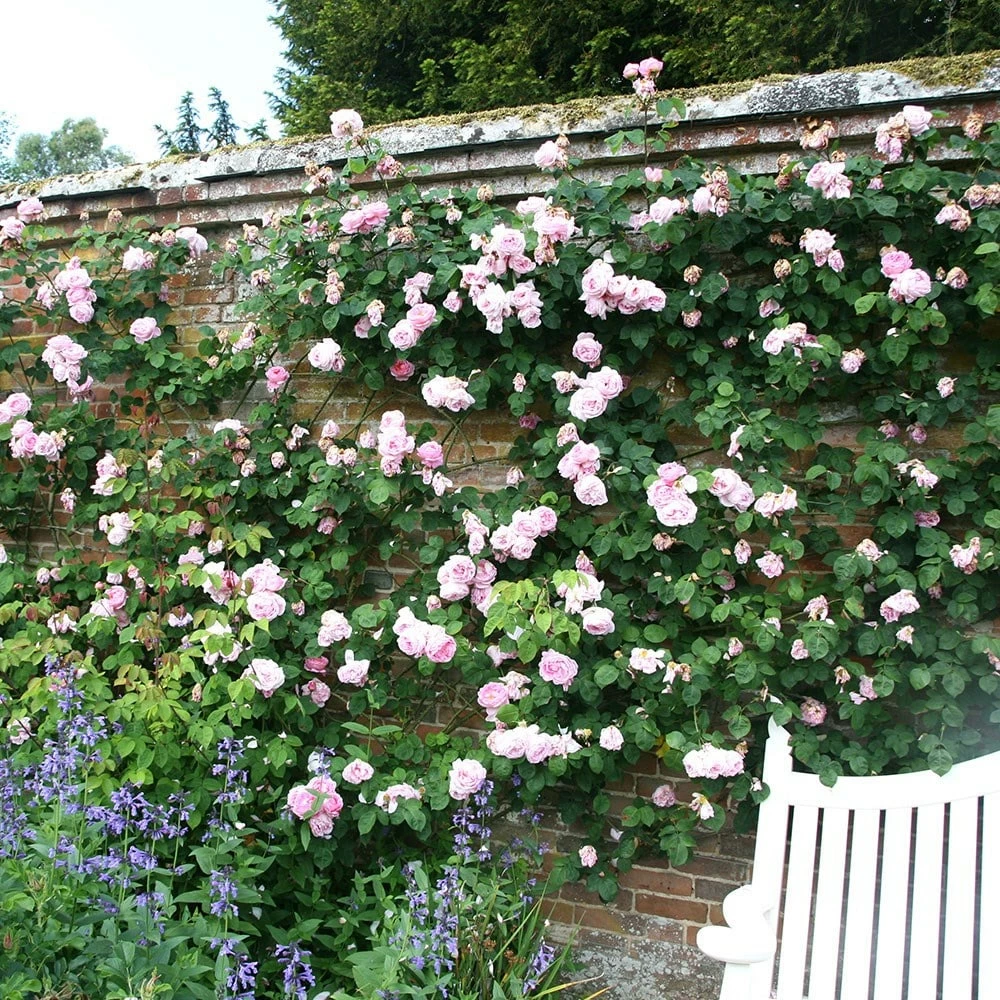 Rosa 'Constance Spry' 6 Rosa 'Constance Spry' - Image 4