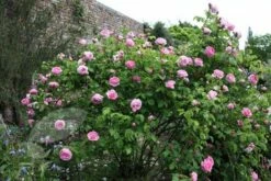 Rosa 'Constance Spry' 14 Rosa 'Constance Spry' -plant store pl0000001115 card6 lg