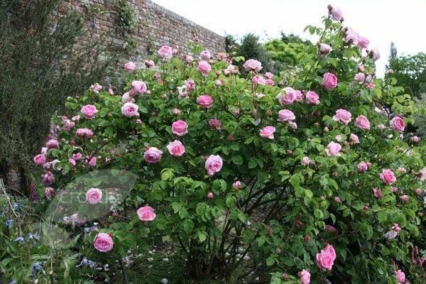 Rosa 'Constance Spry' 8 Rosa 'Constance Spry' - Image 6