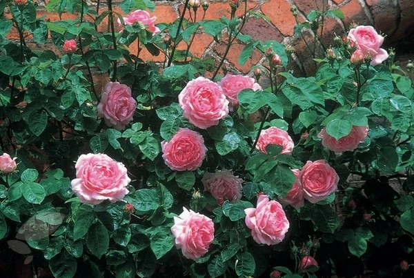 Rosa 'Constance Spry' 9 Rosa 'Constance Spry' - Image 7