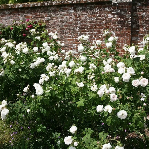 Rosa 'Madame Hardy' 4 Rosa 'Madame Hardy' - Image 2