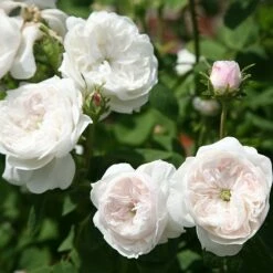 Rosa 'Madame Hardy' 7 Rosa 'Madame Hardy' -plant store pl0000001116 card3 lg