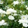 Rosa Kent ('Poulcov') (PBR) (Towne & Country Series) -plant store pl0000001131