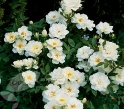 Featured Products -plant store pl0000001131 card2 lg