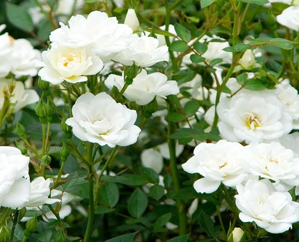 Rosa Kent ('Poulcov') (PBR) (Towne & Country Series) 5 Rosa Kent ('Poulcov') (PBR) (Towne & Country Series) - Image 3