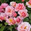 Rosa 'Cornelia' -plant store pl0000001138