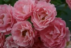 Rosa Surrey ('Korlanum') 7 Rosa Surrey ('Korlanum') -plant store pl0000001154 card3 lg