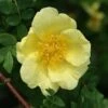 Rosa Xanthina 'Canary Bird' 2 Rosa Xanthina 'Canary Bird' -plant store pl0000001158