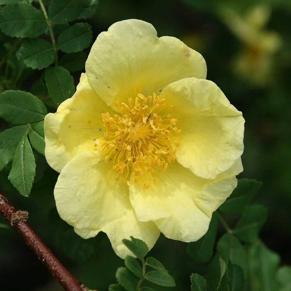 Rosa Xanthina 'Canary Bird' 3 Rosa Xanthina 'Canary Bird'