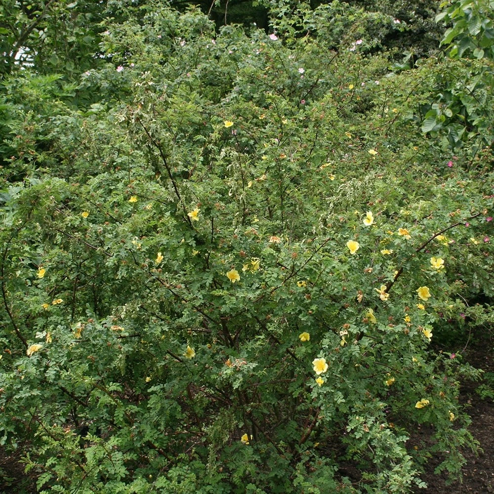Rosa Xanthina 'Canary Bird' 4 Rosa Xanthina 'Canary Bird' - Image 2