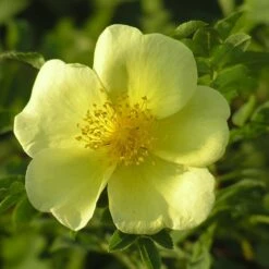 Rosa Xanthina 'Canary Bird' 7 Rosa Xanthina 'Canary Bird' -plant store pl0000001158 card3 lg