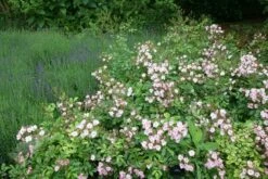 Rosa 'Ballerina' -plant store pl0000001159 card3 lg