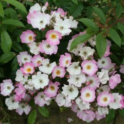 Rosa 'Ballerina' -plant store pl0000001159 card4 lg