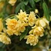 Rosa Banksiae 'Lutea' 1 Rosa Banksiae 'Lutea' -plant store pl0000001160
