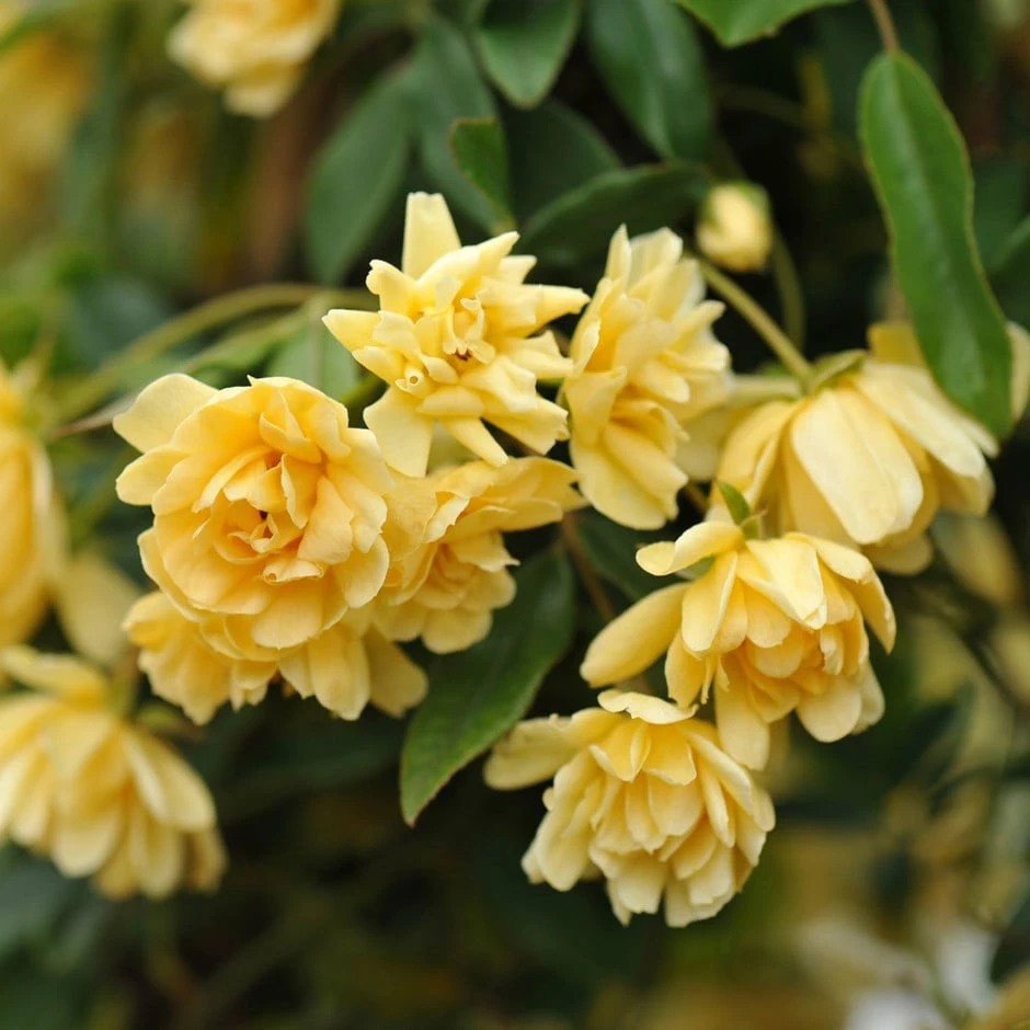 Rosa Banksiae 'Lutea' 3 Rosa Banksiae 'Lutea'
