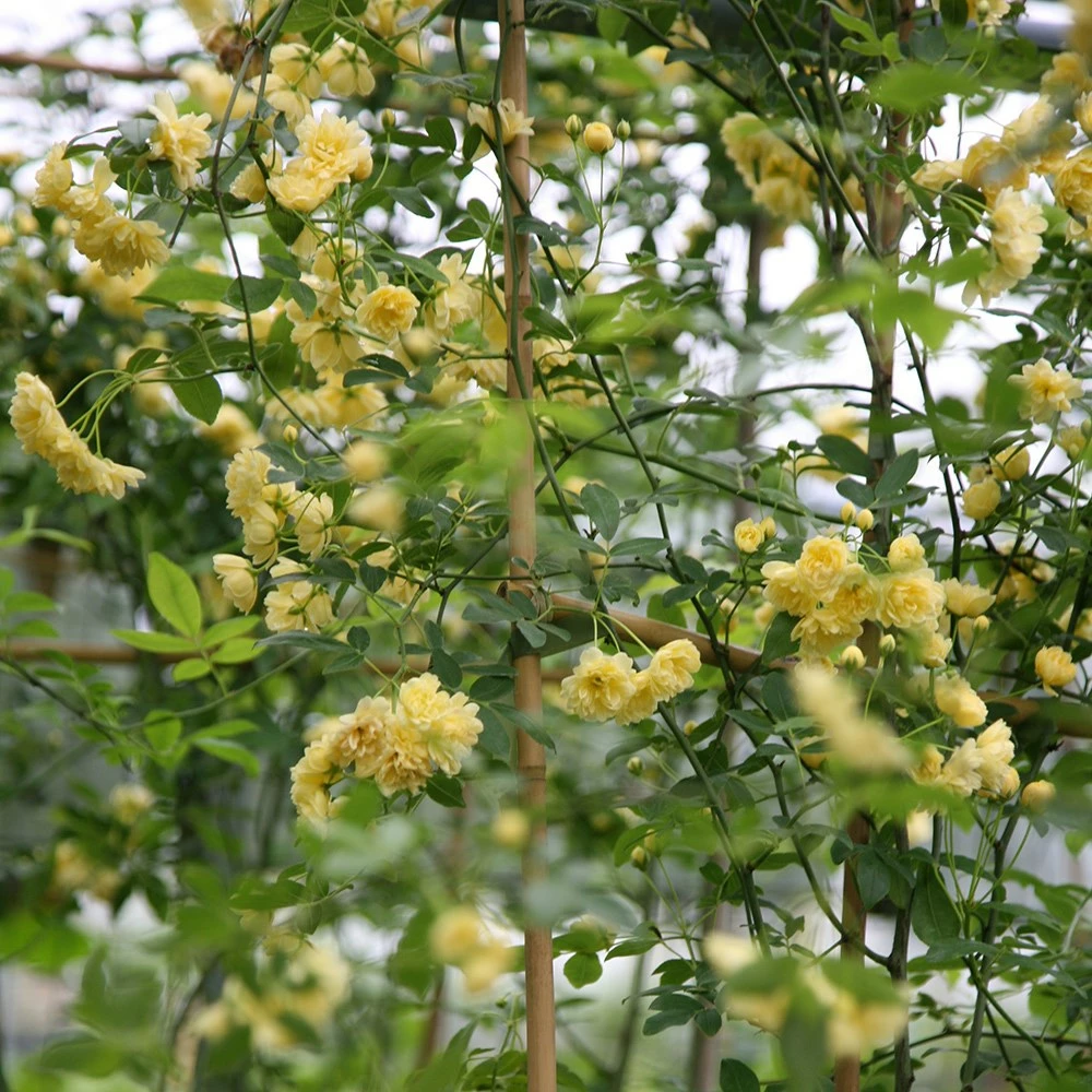 Rosa Banksiae 'Lutea' 5 Rosa Banksiae 'Lutea' - Image 3