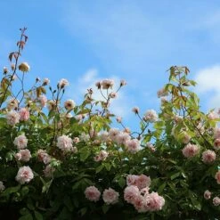 Featured Products -plant store pl0000001169 card2 lg