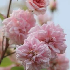 Rosa 'Climbing Cécile Brünner' 12 Rosa 'Climbing Cécile Brünner' -plant store pl0000001169 card5 lg