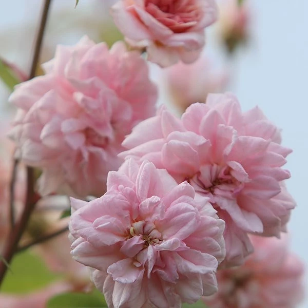 Rosa 'Climbing Cécile Brünner' 7 Rosa 'Climbing Cécile Brünner' - Image 5