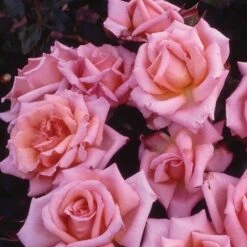 Featured Products -plant store pl0000001170 card2 lg