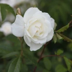 Rosa 'Climbing Iceberg'