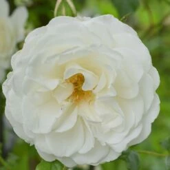 Rosa 'Climbing Iceberg' -plant store pl0000001181 card3 lg