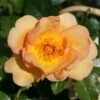 Rosa 'Maigold' -plant store pl0000001184