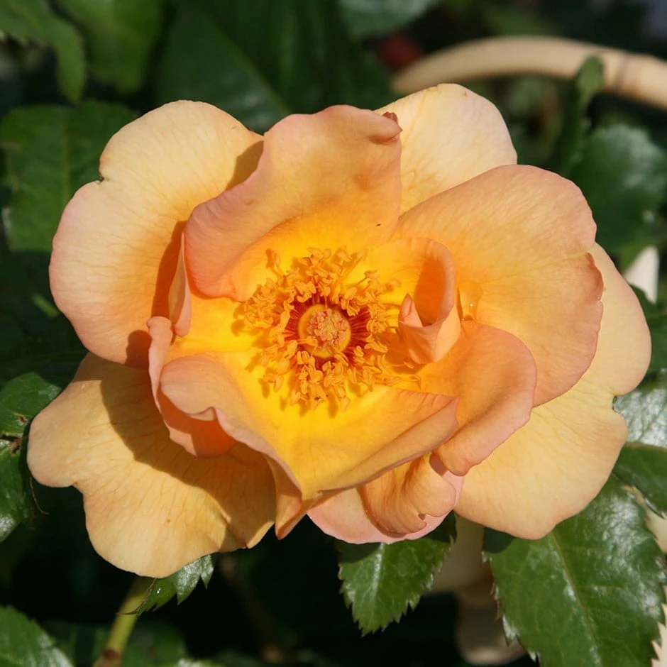 Rosa 'Maigold' 3 Rosa 'Maigold'