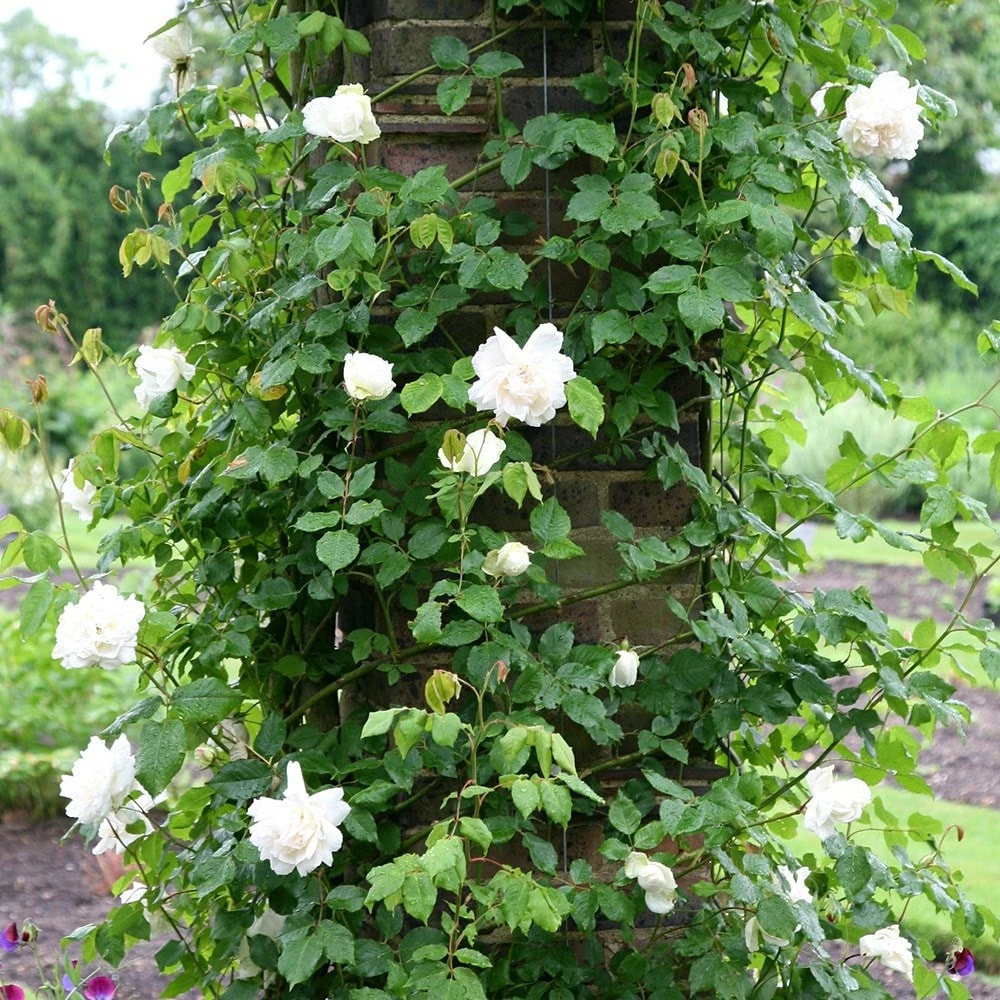 Rosa 'Madame Alfred Carrière' 4 Rosa 'Madame Alfred Carrière' - Image 2