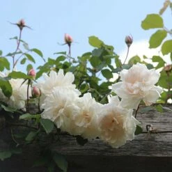 Rosa 'Madame Alfred Carrière' 9 Rosa 'Madame Alfred Carrière' -plant store pl0000001186 card3 lg