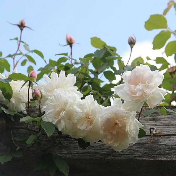 Rosa 'Madame Alfred Carrière' 5 Rosa 'Madame Alfred Carrière' - Image 3