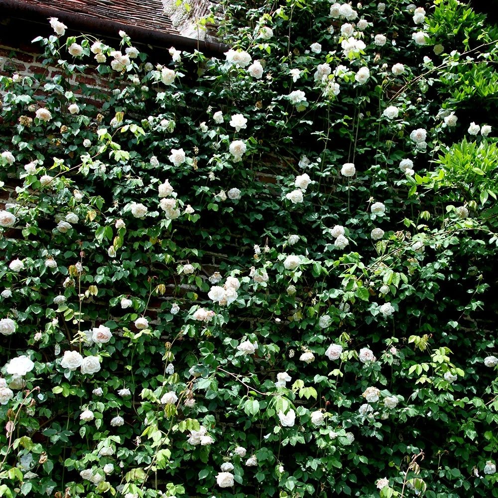 Rosa 'Madame Alfred Carrière' 7 Rosa 'Madame Alfred Carrière' - Image 5