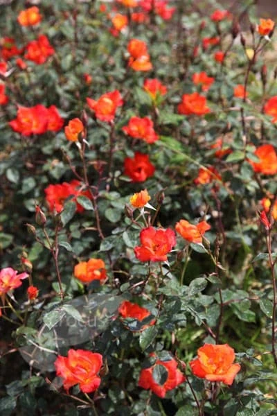 Rosa Warm Welcome ('Chewizz') (PBR) 4 Rosa Warm Welcome ('Chewizz') (PBR) - Image 2