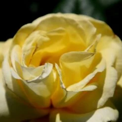 Featured Products -plant store pl0000001199 card2 lg