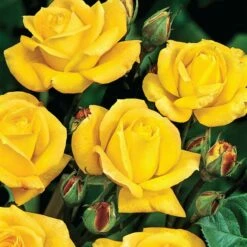 Rosa 'Arthur Bell' -plant store pl0000001199 card3 lg