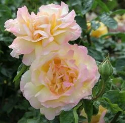 Rosa Peace ('Madame A. Meilland') -plant store pl0000001240 card3 lg
