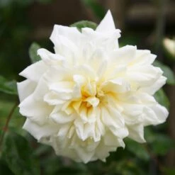 Rosa 'Albéric Barbier'