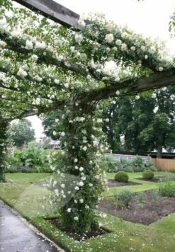 Rosa 'Albéric Barbier' 7 Rosa 'Albéric Barbier' -plant store pl0000001272 card2 lg